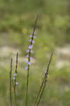 Texas vervain